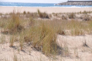 Camp de dunes experimentals a les platges de Torredembarra