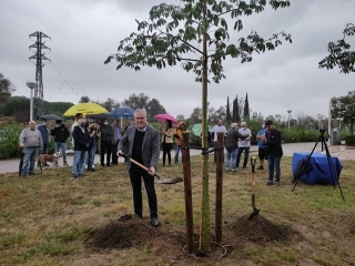 L’alcalde, Pere Granados, ha presidit l’acte de la plantada simbòlica de l&#039;arbre de la llana, aquest matí, al Passeig del 30 d’Octubre, a la zona d’Emprius