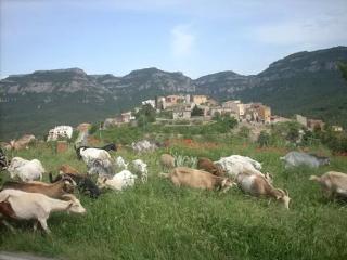 Imatge d&#039;arxiu d&#039;un ramat de cabres pasturant a Capafonts (Baix Camp)