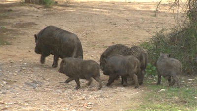 colònia porcs vietnamites