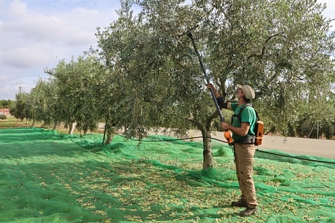 Un pagès cull olives en una finca de la Selva del Camp