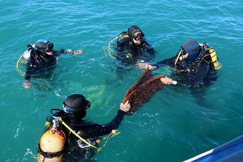 Immersió a la costa de Calafell d'una xarxa amb posidònia recuperada en aquaris