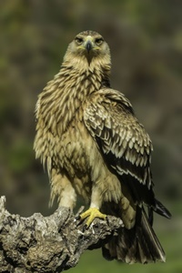 àguila ibèrica Cova Foradada