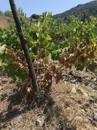 Imatge d&#039;algunes de les vinyes de la DOQ Priorat afectades per l&#039;onada de calor 