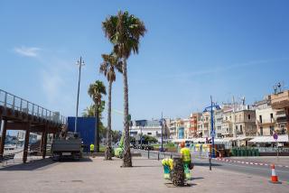 El Port de Tarragona talarà onze palmeres per motius de seguretat