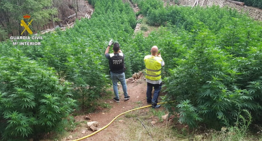 Imatge de dos agents de la policia fent fotografies a la plantació de marihuana desmantellada a Masboquera, a Vandellòs i l&#039;Hospitalet de l&#039;Infant