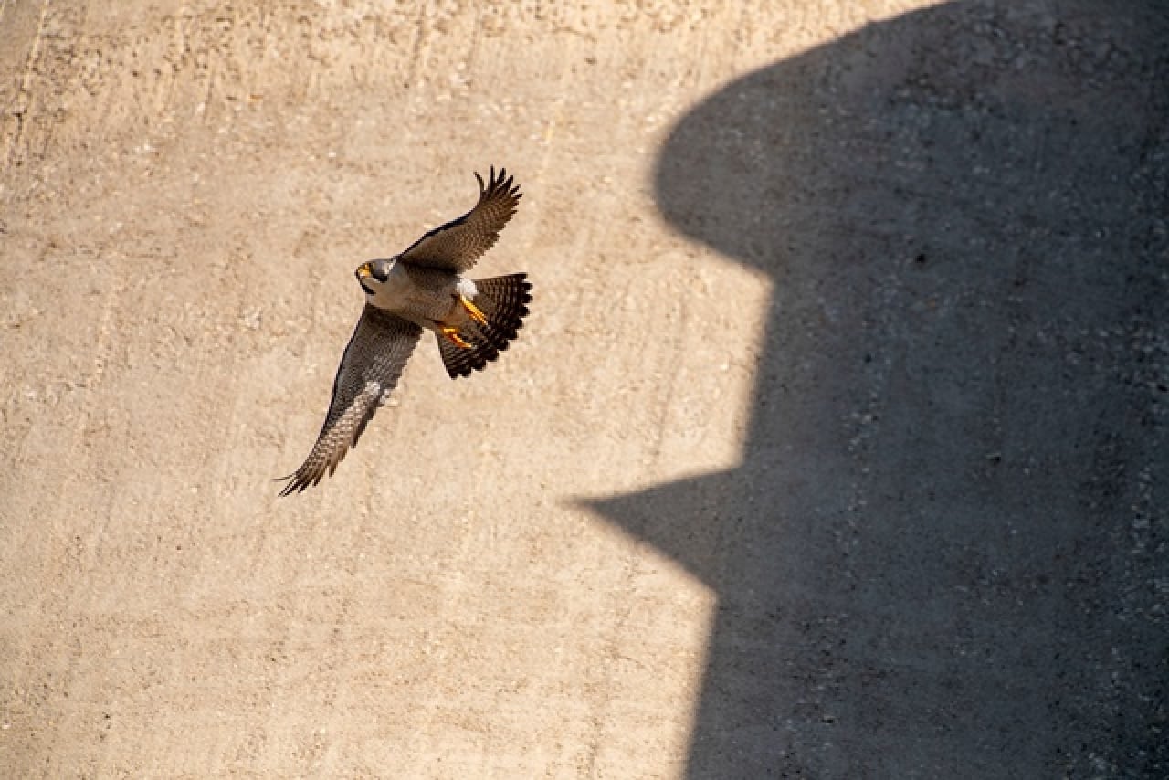 Un dels falcons que ha nidificat al Port de Tarragona