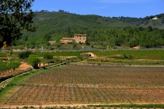 La idea d&#039;apostar per Login Penedès topa amb la voluntat de preservar el paisatge i la vinya