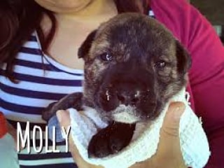 Molly, un cadell que van trobar abandonat en una caixa
