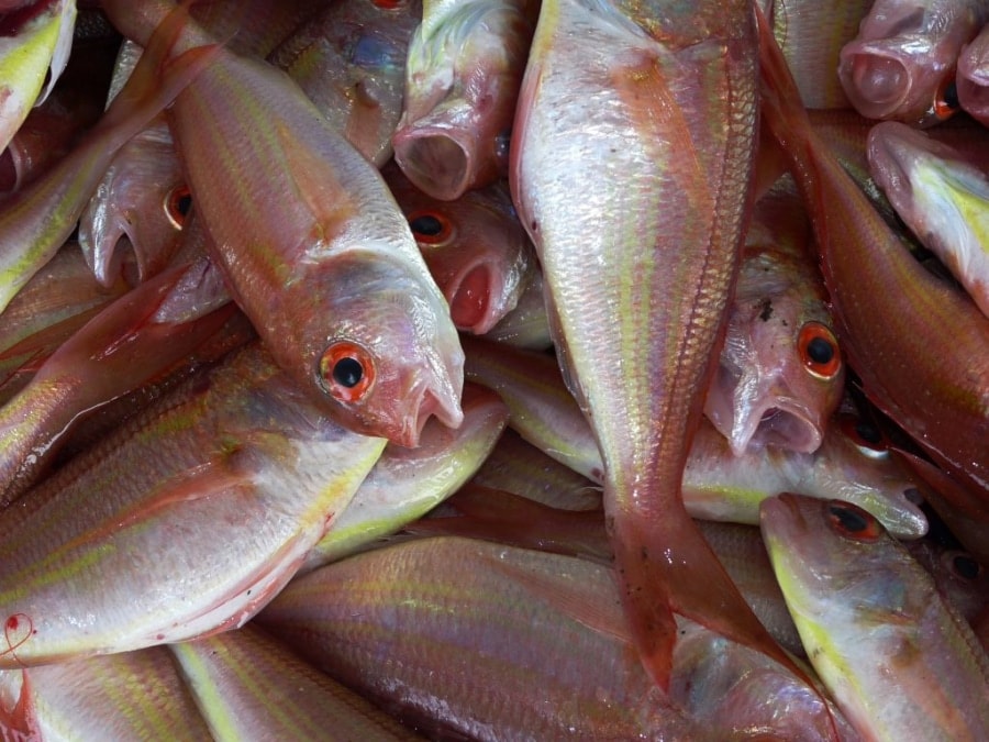 Imatge de peixos, els quals l&#039;aplicació investigarà si porten contaminants químics