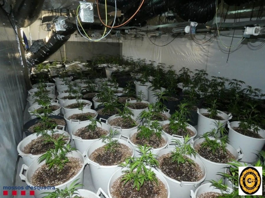 Una operació conjunta de la Policia Local de Cambrils i els Mossos d&#039;Esquadra ha servit per desmantellar una plantació amb 468 plantes de marihuana en un xalet al nucli de Vilafortuny, a Cambrils