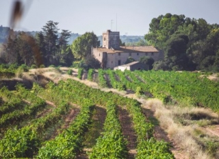 La visita passarà per diversos cellers, diferents finques al voltant de Montferri i acabarà al Castell de Rodonyà