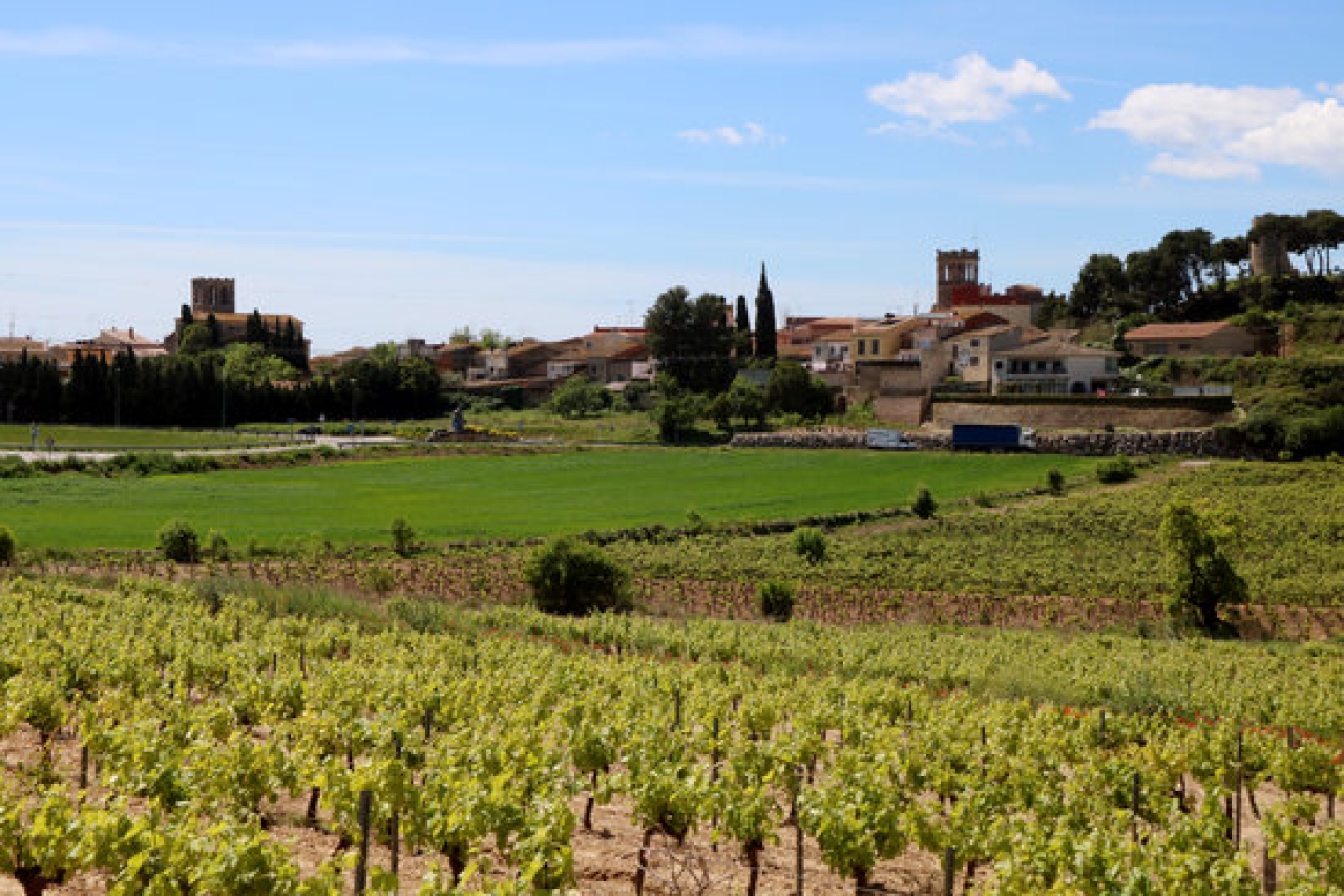 Imatge d&#039;arxiu de vinyes del Baix Penedès