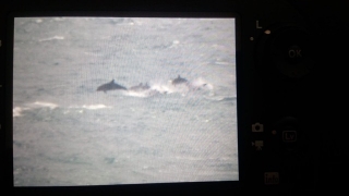 Imatge captada dels dofins a prop de la costa de Torredembarra