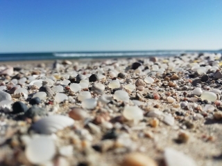 Boles que van aparèixer a la platja de la Pineda, a finals de gener