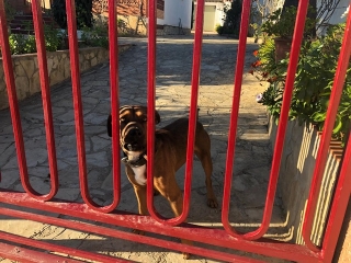 Imatge del gos captada des de la porta de reixes quan ja havia estat alliberat