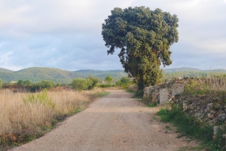 Un dels camins arranjats per l&#039;Ajuntament de Llorenç del Penedès