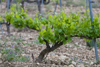 El nombre d&#039;hectàrees tractades s&#039;apropa al 50% del cultiu de vinya