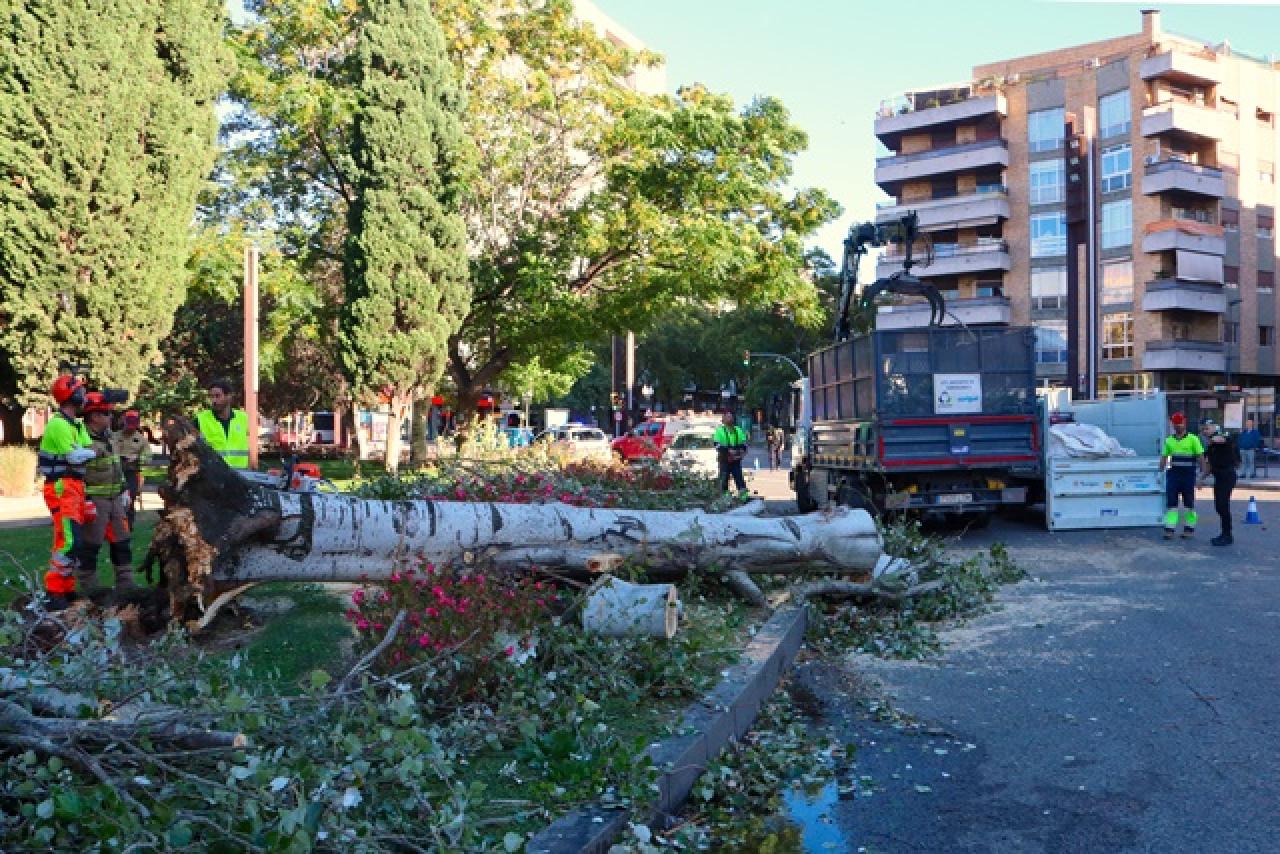 Operaris de la brigada treballen en la retirada de l&#039;arbre caigut a la plaça Imperial Tarraco de Tarragona