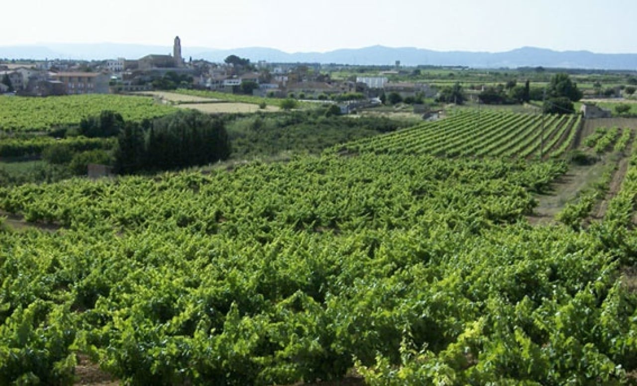 Imatge d&#039;arxiu de vinyes de la DO Tarragona