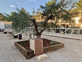 L&#039;arbre del record, al Cementiri de Roda de Berà