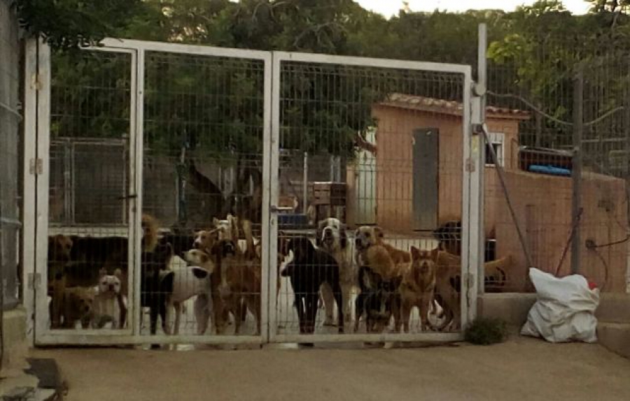 Els gossos de la protectora Olescan de Torredembarra es troben amuntegats per manca d&#039;espai.