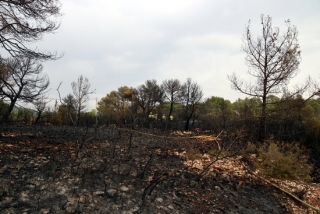 Una de les zones de la urbanització Mas Bermell afectada per l&#039;incendi de vegetació forestal al terme municipal de Querol (Alt Camp)