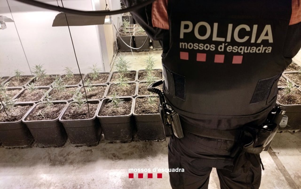 Un agent dels Mossos d&#039;Esquadra custodia una de les plantacions de marihuana