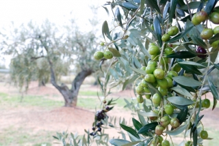 Imatge d&#039;arxiu d&#039;unes olives arbequines d&#039;oliveres de la DOP Siurana a la Selva del Camp (Baix Camp), el 8 de novembre del 2019