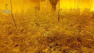 Imatge de la plantació de marihuana desmantellada en una casa de la urbanització del Mas Mel, a Calafell, el 24 de juliol del 2020