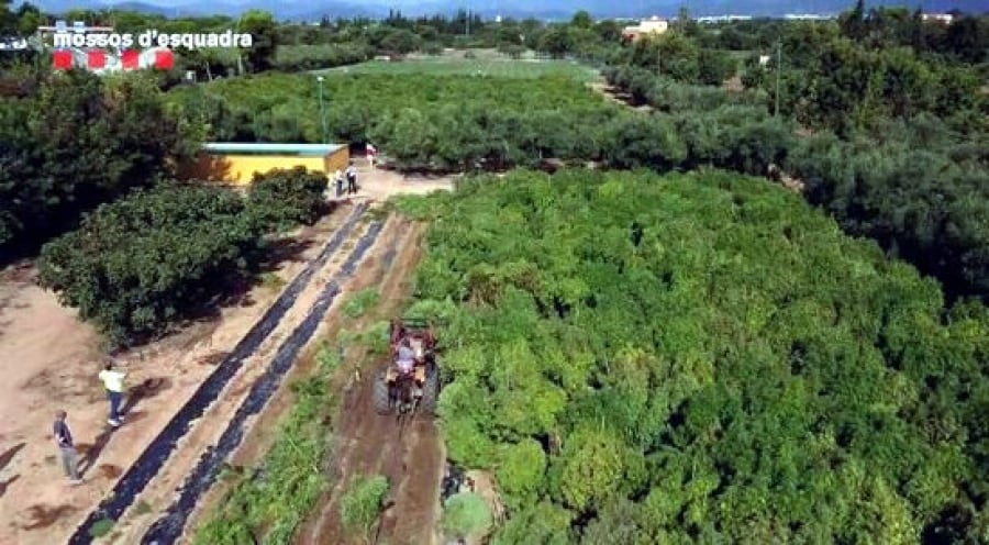 Imatge aèria d&#039;una de les plantacions il·legals de cànem desmantellades al Camp de Tarragona