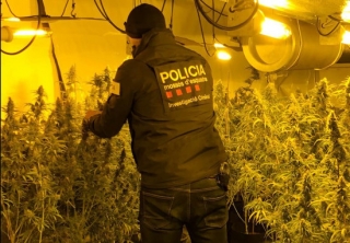 Imatge d&#039;un agent dels Mossos d&#039;Esquadra en una de les cases registrades i que tenien plantacions de marihuana d&#039;interior