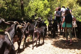 El ramat de cabres de Daniel Giraldo, durant la transhumàcia en direcció al Parc Natural del Montsant