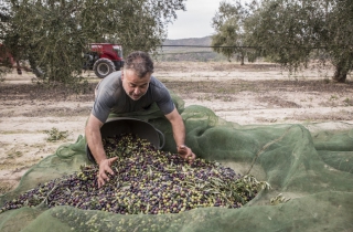 El Celler Masroig ha donat el tret de sortida a la campanya de recollida de l’oliva 