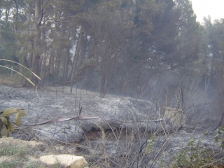 Una de les zones cremades per l&#039;incendi originat per una foguera a les Borges del Camp, en una imatge feta el 10 d&#039;abril del 2005