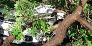 Un arbre caigut sobre un vehicle a Reus, abans d&#039;ahir
