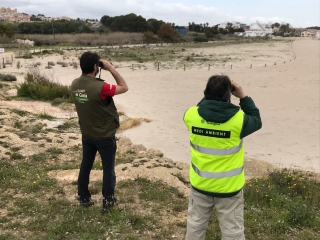 El corriol camanegre nidifica per segon any consecutiu a la platja de Tamarit, a Tarragona