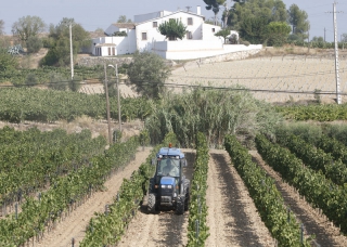 Imatge d&#039;una vinya a la plana del Penedès 