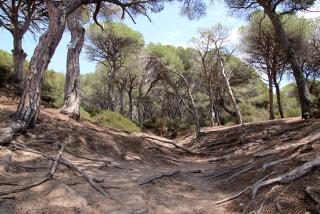 La Punta de la Creueta, una de les zones més erosionades del bosc de la Marquesa de Tarragona