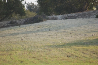 Imatge de conills corrent i menjant per un sembrat del Camp de Tarragona