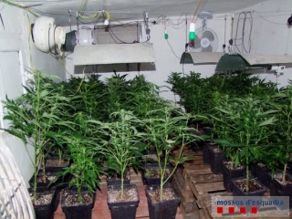 Les plantes i el material per al conreu interior de marihuana en un magatzem de Vilaverd