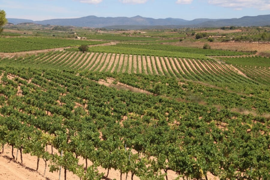 Panoràmica de vinyes de la DO Tarragona, a la comarca de l&#039;Alt Camp, amb la muntanya de Miramar al fons