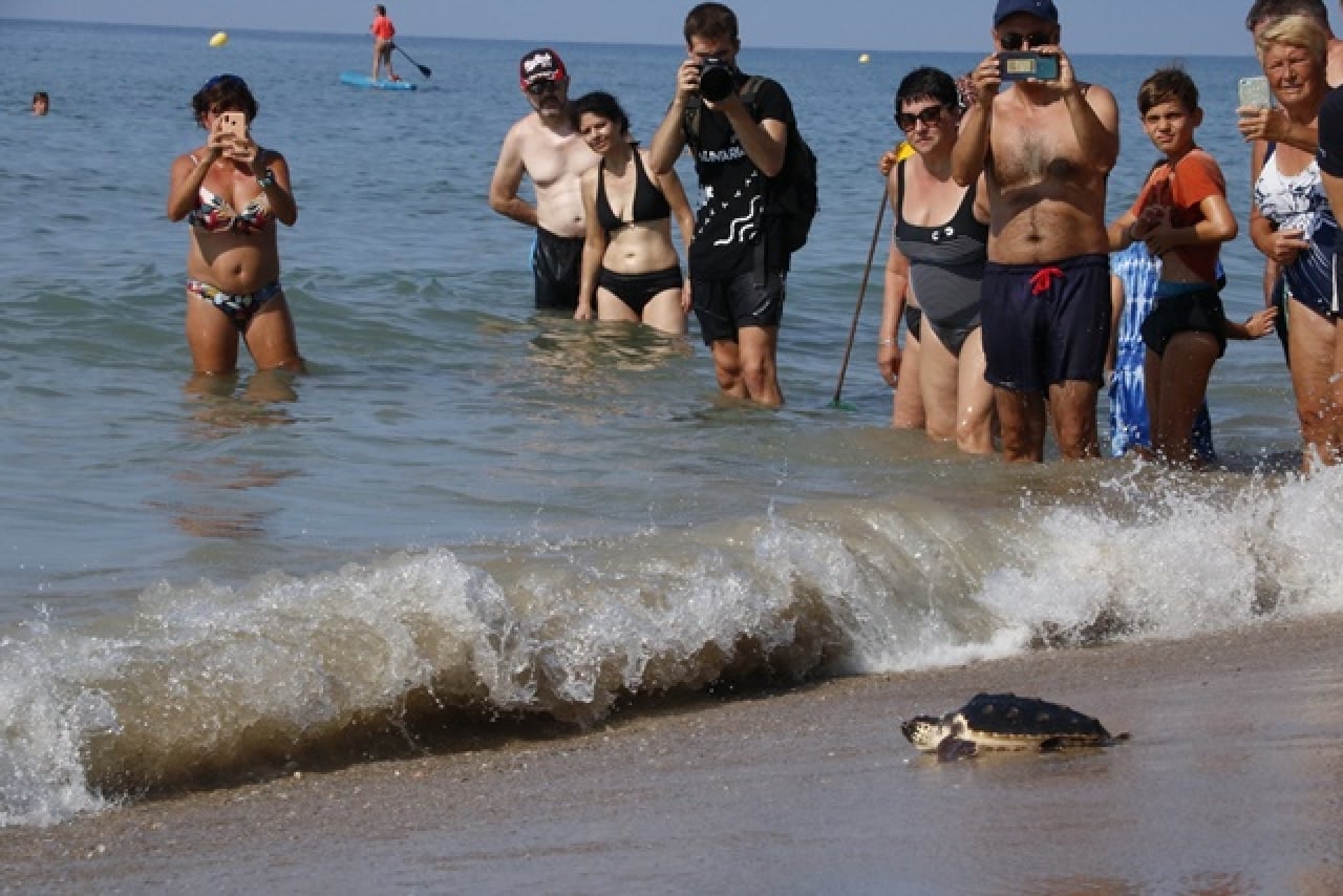 Alliberament d&#039;una tortuga marina a la platja de Calafell, davant l&#039;expectació de banyistes