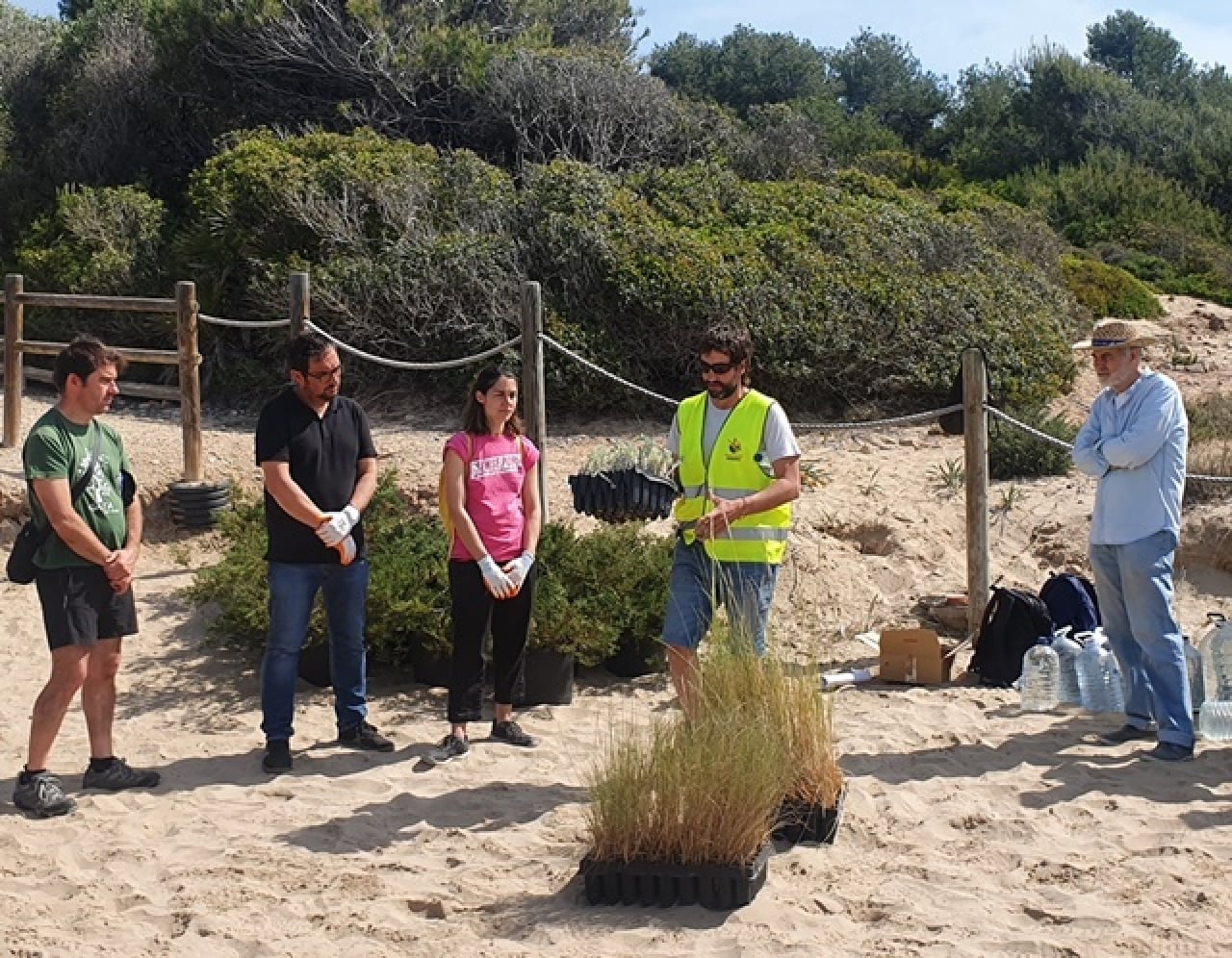 Durant la jornada de voluntariat ambiental es van plantar 200 plantes per a recuperar el sistema dunar de la platja Savinosa 