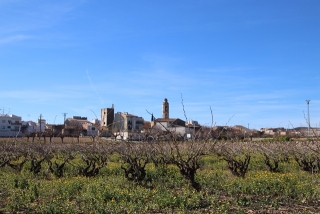 Vista de la Bisbal del Penedès des d&#039;un camp de vinyes