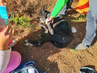 Gos desnutrit i amb hipotèrmia trobat abandonat a la Bisbal del Penedès