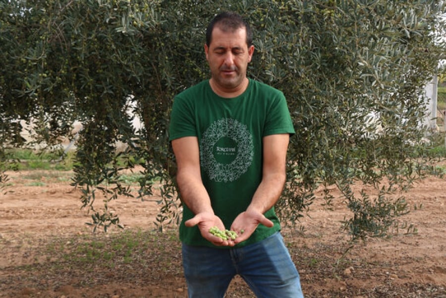 Imatge d&#039;un pagès ensenyant olives en un camp d&#039;oliveres de la Bisbal del Penedès