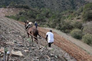 El Djibril Niang i l&#039;Ibbou lur llauren amb mules a la finca Tros de la Teresina al terme municipal de Porrera, a la comarca del Priorat