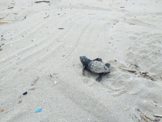 Imatge d&#039;una tortuga careta que ha nascut a la platja de la Pineda, a Vila-seca, el 7 de setembre del 2020