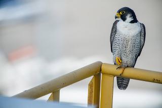 Els protagonistes de l’activitat seran la parella de falcons que ha niat al Port de Tarragona aquest any